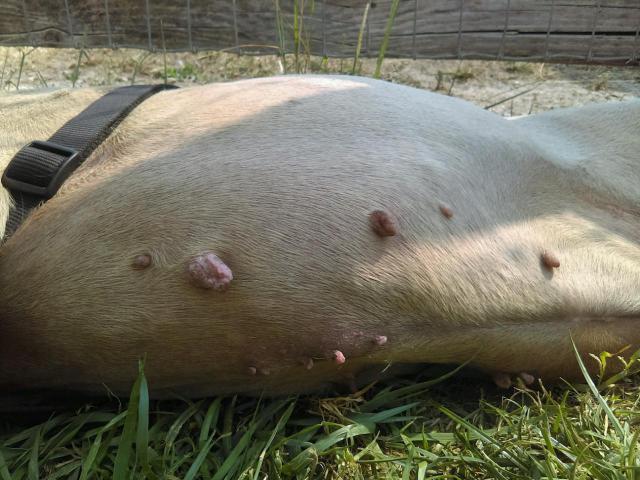 Pumpkin skin tags